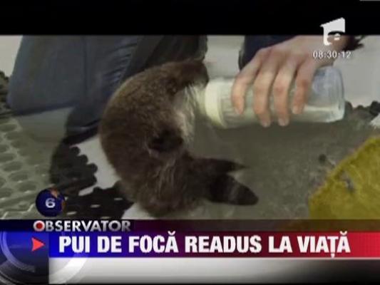 Pui de foca readus la viata