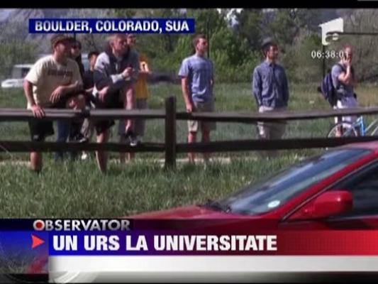 Urs ratacit in campusul Universitatii din Colorado