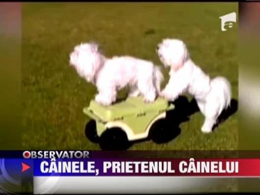 Distractie de catei