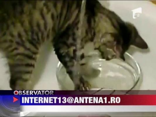 Pisica care face baie in chiuveta