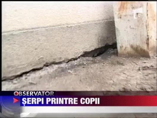 Un centru pentru copiii cu handicap din Sibiu a fost invadat de serpi