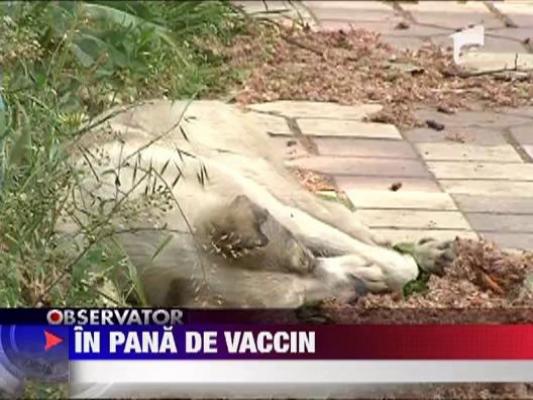Spitalele din Romania, in pana de vaccinului antirabic