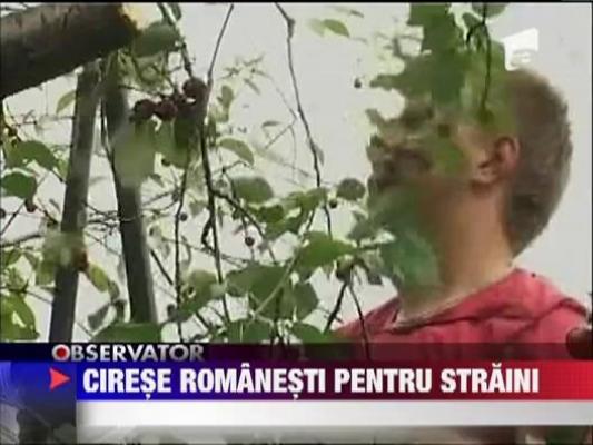Strainii sunt innebuniti dupa ciresele romanesti