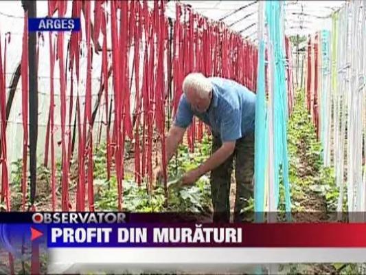 Profit din muraturi