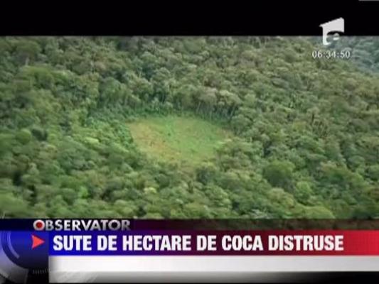 Sute de hectare de coca, distruse in Bolivia