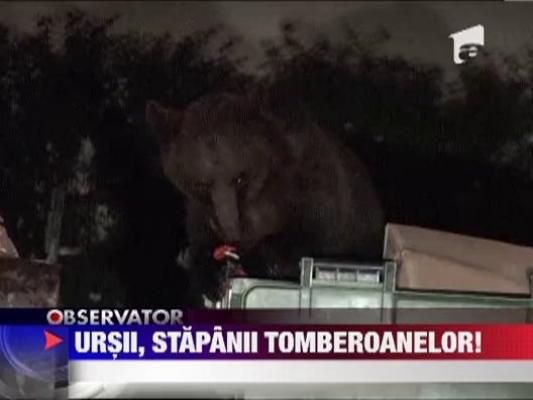 Ursii, stapanii tomberoanelor!