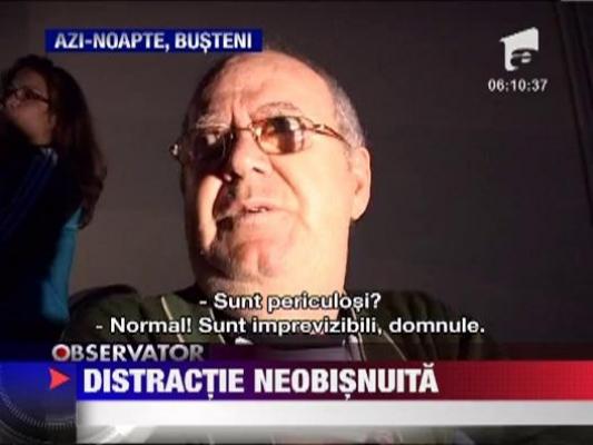 Un taur si trei pui de urs s-au distrat de minune la munte