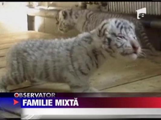 Patru pui de tigriu siberian adoptati de un caine lup