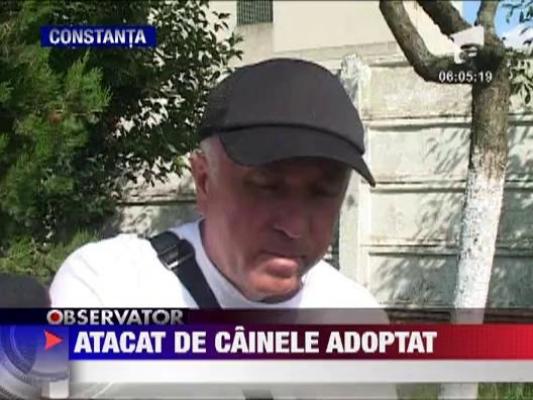 Constanta: Adolescent de 17 ani, mutilat de un rottweiler