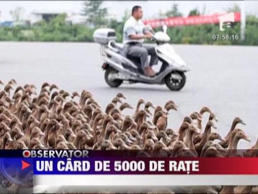 Trafic rutier oprit de 5000 de rate