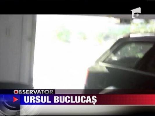 Ursul buclucas din garaj