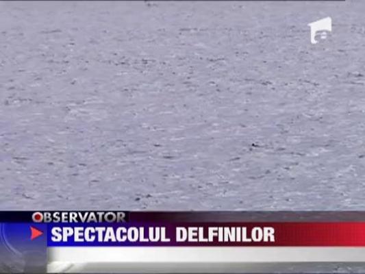 Portul Tomis invadat de delfini