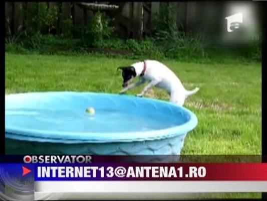 Cum scot doi caini o minge dintr-o piscina