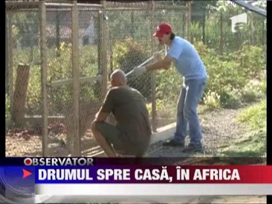 Leoaica de Timis pleaca in Africa