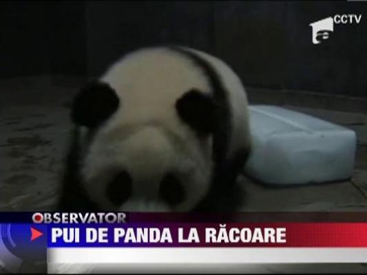 Puii de panda din China se racoresc cu blocuri mari de gheata