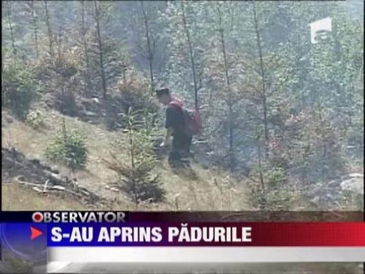 Incendiu forestier de proportii in Harghita