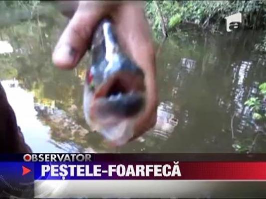Vezi aici cat de periculosi sunt pestii piranha!