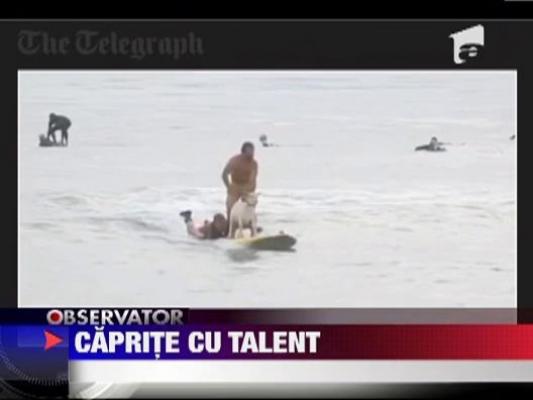 Doua capre fac surfing in Miami