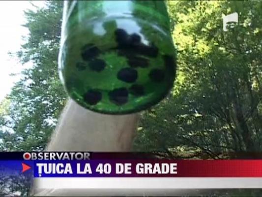 Festivalul Tuicii la Cosesti