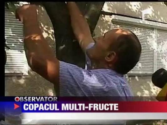 Un corcodus altoit face prune, piersici si caise!