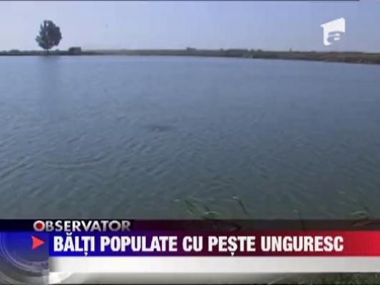 Baltile din Buzau, populate cu peste unguresc