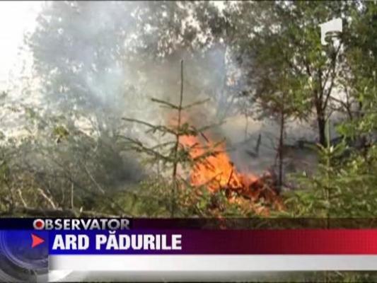 Interventiile la incendii de vegetatie uscata continua in Arges, Prahova, Brasov si Covasna