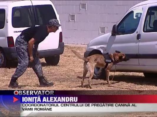 Opt caini de rasa, cei mai aprigi agenti vamali
