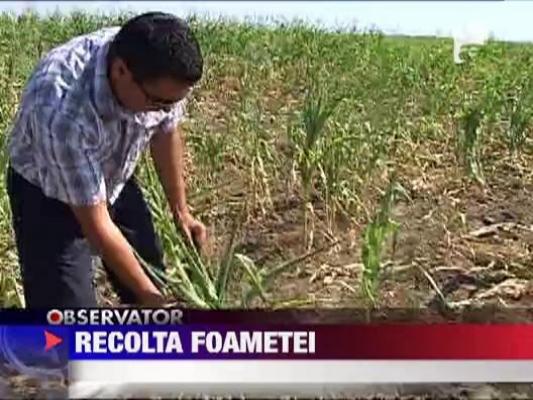 Recolta saraciei