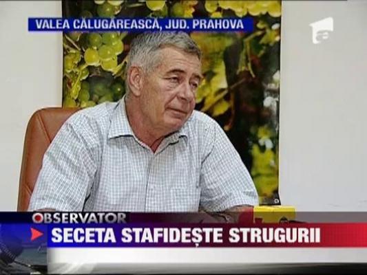 Seceta stafideste strugurii
