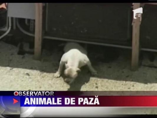 Teama ca va fi jefuit a transformat un american din patron precaut in tortionar de animale