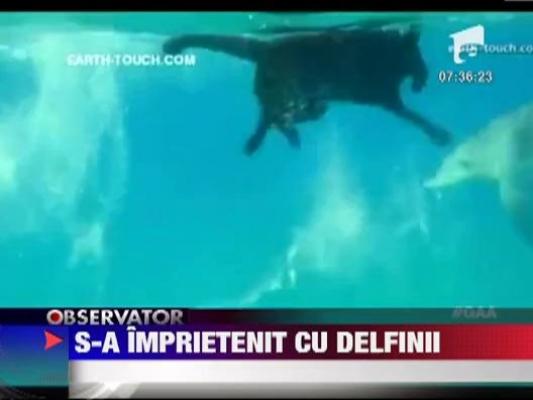 Un caine s-a imprietenit cu delfinii