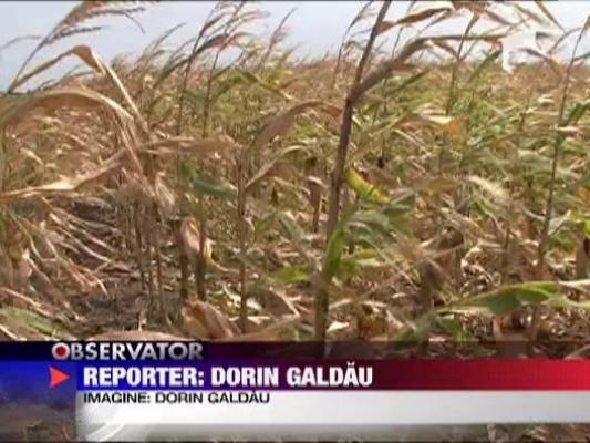 In pelerinaj pentru ploaie
