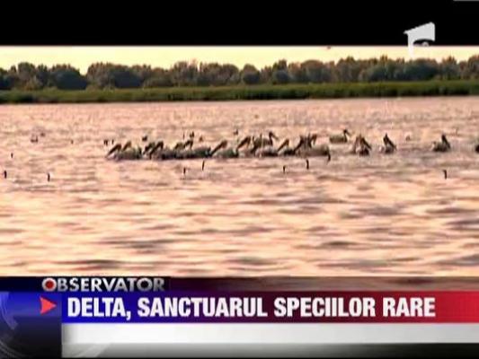 Delta Dunarii, sanctuarul speciilor rare