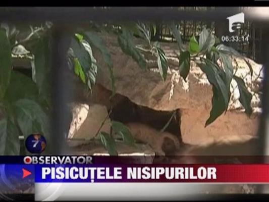 Patru pui de "pisica a nisipurilor" au venit pe lume la o gradina zoologica din Israel