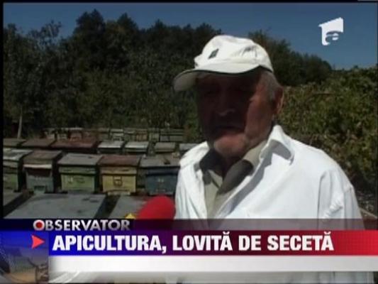 Apicultura, lovita de seceta