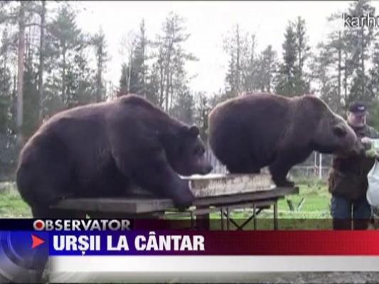 Afla aici cum se cantareste un urs!