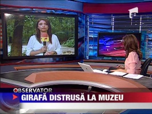 Politia cauta indivizii care au distrus girafa din fata muzeului Antipa