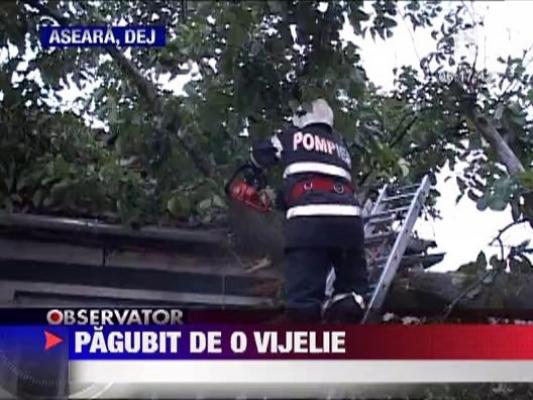 O vijelie puternica a pus la pamant un copac intr-o gospodarie