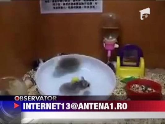 Soricelul ametit