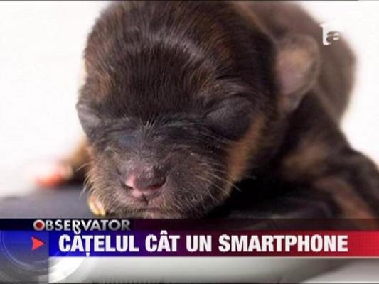 Cel mai mic catel din Regat