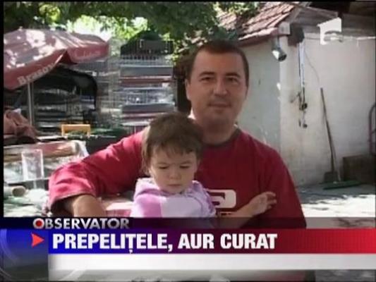 Prepelitele, aur curat pentru un brasovean