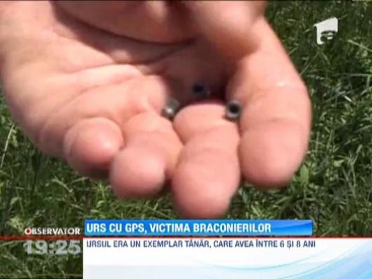 Singurul urs din Romania urmarit prin satelit, ucis de braconieri