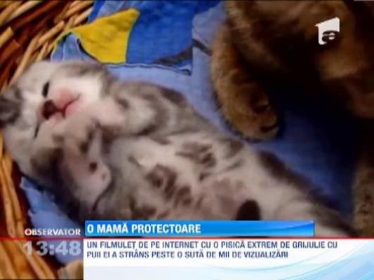 Absolut adorabili! O pisicuta imparte un cos de nuiele cu cei doi pui ai ei