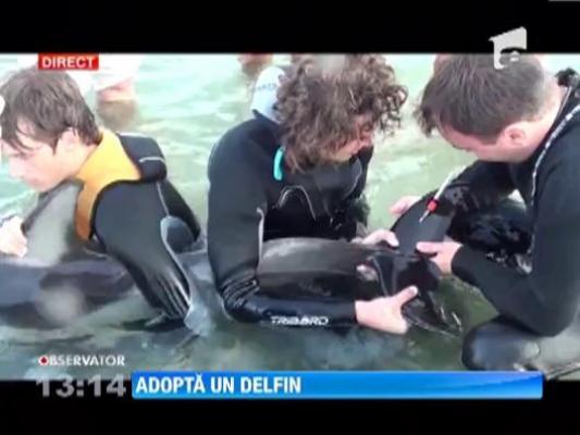 Campanie pentru salvarea delfinilor din Marea Neagra