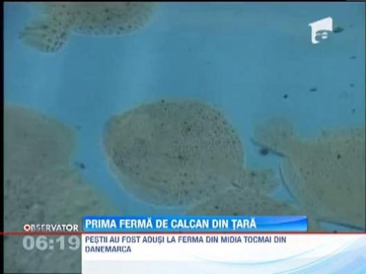 Prima ferma de calcan din Romania