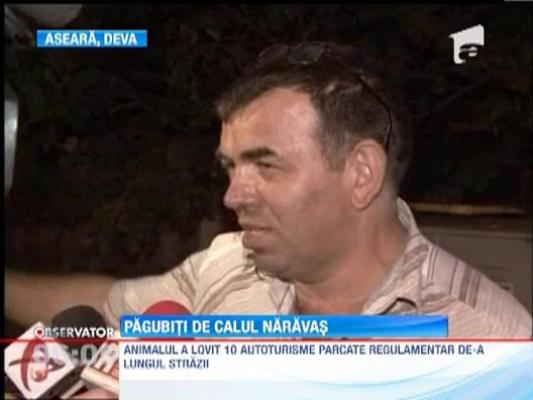 Zece autoturisme au fost avariate de un cal scapat de sub control