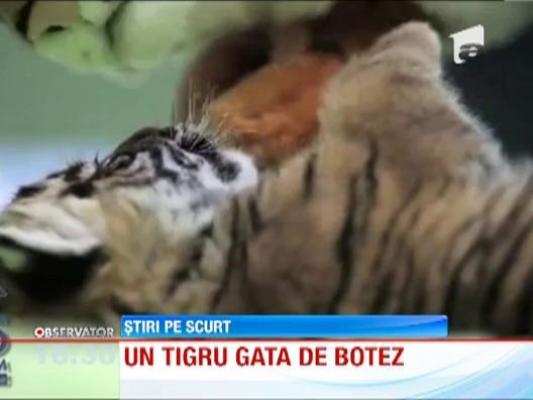 Un  pui de tigru face senzatie la o gradina zoologica din Washington