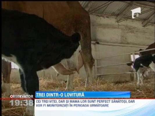 Proprietarii unei ferme din Mures au avut parte de o surpriza placuta