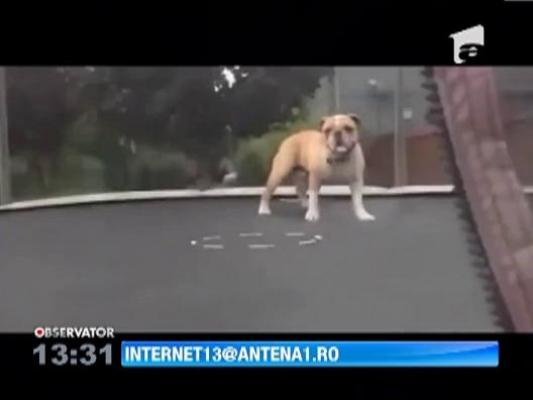 Cainele innebunit dupa trambulina elastica