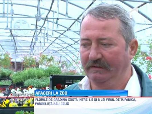 Afaceri la Gradina Zoologica din Ploiesti. Angajatii vand purcelusi vietnamezi si flori